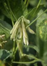 Irrigated or not, most Mississippi soybeans are growing well in the midseason weeks thanks to timely showers. These Noxubee County soybeans are part of the state’s 2.05 million acres on July 21, 2016. (Photo by MSU Extension Service/Kevin Hudson)