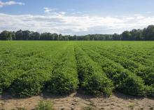 Peanuts in this Monroe County field look good on Aug. 10, 2016. Harvest is expected to begin around Sept. 10, and yield may average more than 4,000 pounds per acre, up from the average of 3,400 pounds per acre last year.  (Photo by MSU Extension Service/Kevin Hudson)