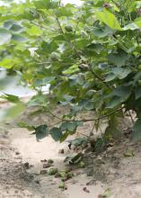 Most cotton bolls lost to rainy, wet weather in early August were the younger ones in the middle to upper part of the plant. Cotton, such as this growing Aug. 18, 2016, on the Mississippi State University R.R. Foil Plant Research Center in Starkville, is expected to yield a better than average harvest. (Photo by MSU Extension Service/Kat Lawrence)