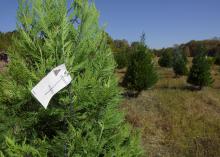 Recent drought conditions have not kept Swedenburg’s Christmas Tree Farm in Columbus, Mississippi, from having a solid production year. (Photo by MSU Extension Service/Kevin Hudson)