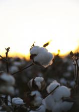Mississippi producers are expected to plant 550,000 cotton acres this year to meet high export demand. If realized, this will be a 26 percent increase over last year’s production. (File photo by MSU Extension/Kat Lawrence)