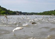 Silver carps jump above the water's surface on the Mississippi River. The presence of silver carp, a type of Asian carp, in rivers and streams reduces the number of quality-sized native fish because they compete against each other for food. (Photo courtesy of Asian Carp Regional Coordinating Committee)