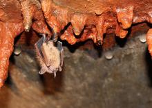 Bats eat about 50 percent of their body weight in insects every night, performing an important pest control service that benefits human health, agriculture, horticulture and forestry. (File Photo by MSU Ag Communications)