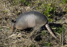 Armadillos have flat, pig-like snouts used to assist in digging, and many homeowners can detect the presence of these insect eaters by the shallow holes and rooting they leave behind when digging for food. (Photo by iStock)