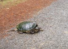Mississippi reptiles, such as this snapping turtle, can be seen crossing the road this time of year as they search for sandy soil in which to build nests and lay eggs. (Photo by MSU Ag Communications/Kat Lawrence)