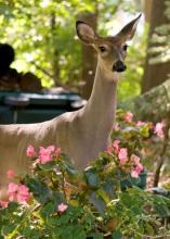 Although Mississippi remains fairly rural, deer seek refuge in areas that offer shelter, plentiful food, few predators and abundant water sources, so they frequently are found snacking in suburban flowerbeds. (Photo by iStock)