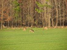 Food plots provide supplemental feeding options for Mississippi’s deer and other wildlife. (Photo submitted by MDWFP/Scott Edwards)