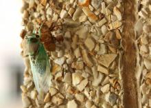 Mississippi is home to several species of cicadas, including this annual cicada. (Photo by MSU Extension Service/Kat Lawrence)