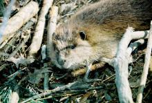 Beavers, such as this one on an Oktibbeha County farm, can cause significant damage to ponds and lakes, as well as the areas around them. Trapping is usually the most effective control method. (File photo by MSU Extension Service/Linda Breazeale)