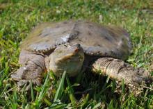 Turtles pose no major threat to fish populations in ponds. In fact, they have a beneficial effect on water quality by scavenging for dead animals and plants. (Photo by Evan O’Donnell/MSU Extension)