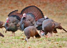 The English language is filled with idioms about wildlife, including “birds of a feather flock together,” the way these wild turkeys have gathered in a field. (Submitted photo)