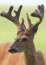 During spring and summer while bucks’ antlers are growing, they are covered with a tissue called velvet, as seen here. (Photo courtesy of Steve Gulledge)