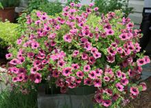 Pretty Much Picasso is a beautiful supertunia that is sure to attract butterflies and hummingbirds looking for a tasty treat. (MSU Extension Service file photo)