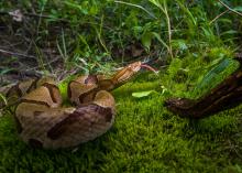 Copperheads, such as this one, are among the most common venomous snakes in Mississippi. (Photo courtesy of Robert Lewis)