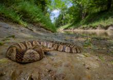 The northern watersnake, which is common in Mississippi, is not dangerous but is often mistaken for the venomous copperhead. (Photo courtesy of Robert Lewis)