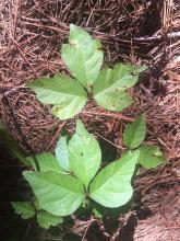 “Leaves of three, let them be” is the rhyme people use to identify poison ivy while it is actively growing, but every part of the plant can cause itchy outbreaks, even during winter dormancy. (Photo by MSU Extension Service/Evan O’Donnell)