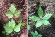 “Leaves of three, let them be” (left) is the rhyme people use to identify poison ivy while it is actively growing, but every part of the plant can cause itchy outbreaks, even during winter dormancy. Virginia creeper (right) is often mistaken for the three-leaved poison ivy, but there is no need to fear these vines with five leaves. (Photos by MSU Extension Service/Evan O’Donnell)