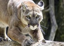 Before European settlement, mountain lions were part of the native Mississippi landscape, but changes in their habitat and overharvest by humans have resulted in no remaining wild populations of these big cats in the state. (Submitted photo)