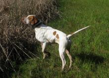 Landowners should consider several factors when preparing hunting leases for their land, including what wildlife species individuals may hunt on the land -- from bobwhite quail to white-tailed deer. (Photo by MSU Extension Service/Daryl Jones)