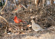 Male and female northern cardinals and a mourning dove search for food in a brush pile. (Photo by Chris Taylor, wildlovephotography.com)