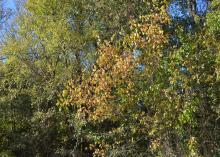 Mississippi foliage is just beginning to change to fall colors in Oktibbeha County on Oct. 12, 2016. (Photo by MSU Extension Service/Linda Breazeale)