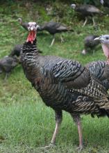 Turkey season in Mississippi takes place from March 15 to May 1. The fourth, fifth and sixth weeks, collectively, have been reported as having the most gobbles heard in seven of the last 10 hunting seasons. (File photo by MSU Extension Service/Kat Lawrence)