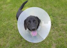 Dogs often must wear a cone on their collar to keep them from damaging wounds during recovery. (Photo by MSU Ag Communications/Kevin Hudson)