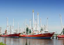 Crop failures in other countries, increased marketing of Gulf shrimp and lower fuel costs allowed the shrimping industry to bounce back over time. (Photo by MSU Ag Communications/Bob Ratliff)