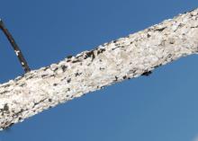 This crape myrtle branch is encrusted in the white felt of crape myrtle bark scale, an invasive insect that damages the once low-maintenance trees. (Photo by MSU Extension/Blake Layton)