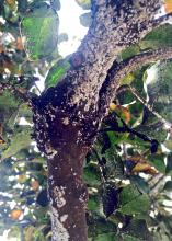 This heavy accumulation of black, sooty mold and patches of white, felt-like material are evidence that this crape myrtle has a heavy infestation of the invasive crape myrtle bark scale. (Photo by MSU Extension/Angie Rogers)