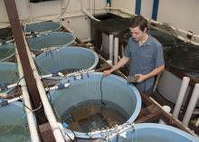 Charlie Culpepper, a graduate student in the Mississippi State University Forest and Wildlife Research Center, is studying methods to better manage and optimize crappie reproduction. (Photo by MSU Ag Communications/Kat Lawrence)