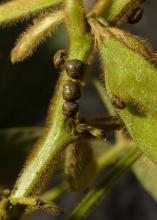 Producers rely on Mississippi State University recommendations to make management decisions related to kudzu bugs, such as these pictured, and other insect pests. (Photo by MSU Extension/Kevin Hudson)