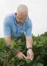 Mississippi State University plant pathologist Tom Allen said fungicide-resistant frogeye leaf spot in soybeans has recently become a major problem. (Photo by MSU Extension/Kat Lawrence)