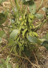 Soybeans remain Mississippi's largest crop with 2.3 million acres expected, according to a March 31 report by the U.S. Department of Agriculture. (MSU Ag Communications file photo/Kevin Hudson)
