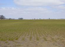 Saturated conditions complicated fertilizer application and delayed wheat across Mississippi. Stunted growth in low spots was visible in this Bolivar County wheat field on Feb. 27, 2015. (Photo by MSU Ag Communications/Kevin Hudson)