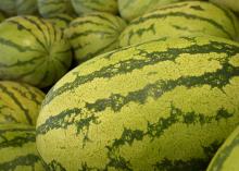 These watermelons at Charlie's U-Pik near Lucedale, Mississippi, are among the earliest in the state on June 3, 2015. The majority of Mississippi's 3,000 acres of commercial watermelons will be ripe the Fourth of July, but growers will be harvesting into August. (Photo by MSU Ag Communications/Kevin Hudson)