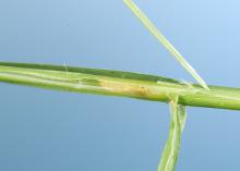 Stem maggots burrow into bermudagrass, which causes the top portion of the stems to die and plant growth to stop. (File photo by MSU Extension Service/Blake Layton)