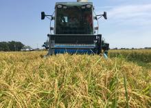 Workers harvest rice on Aug. 24, 2015, at the Mississippi State University Delta Research and Extension Center in Stoneville, Mississippi. (Photo by MSU Delta Research and Extension Center/Bobby Golden)