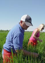 Paxton Fitts, left, and Whitney Smith take tissue samples of rice leaves on Aug. 26, 2015, in a field at the Mississippi State University Delta Research and Extension Center in Stoneville, Mississippi. (Photo by MSU Delta Research and Extension Center/Kenner Patton)