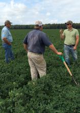 Mississippi State University researcher Jason Sarver, right, examines the condition of peanuts in a Leflore County, Mississippi, field on Sept. 10, 2015. With him, from left, is consultant Bruce Pittman and grower Justin Jeffcoat. (Photo by MSU Extension Service/Chad Abbott)