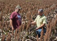 Eddie Stevens, supervisor for the R.R. Foil Plant Science Research Center at Mississippi State University, left, and Erick Larson, an associate research/extension professor, examine grain sorghum in a herbicide study in fields on the north side of campus on Sept. 24, 2015. (Photo by MSU Ag Communications/Linda Breazeale)