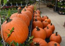 Large pumpkins just right for jack-o-lanterns await selection at a store in Starkville, Mississippi, on Oct. 23, 2015. (Photo by MSU Extension Service/Linda Breazeale)