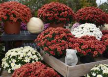 White pumpkins offer different opportunities for special themes in fall displays. Here is a Starkville, Mississippi, display with one nestled in the middle of maroon and white flowers on Oct. 23, 2015. (Photo by MSU Extension Service/Linda Breazeale)