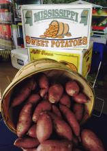 More than 100 sweet potato growers in Mississippi planted 23,200 acres of the crop this year. That is second only to North Carolina in the U.S. by acreage. (Photo by MSU Extension, Kevin Hudson)
