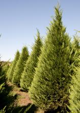 Expect to pay anywhere from $7 to $10 per foot for a choose-and-cut Christmas tree this year. (File photo by MSU Extension/Kat Lawrence)