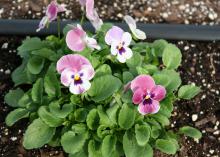 Violas, such as this Sorbet Raspberry selection, are smaller than pansies and a great fall choice for landscape beds and containers. (Photo by MSU Extension Service/Gary Bachman) by MSU Extension Service/Gary Bachman)