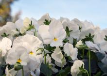 Some Matrix flowers have solid color flowers without the blotches, and the throat of each one has a small yellow eye. (Photo by MSU Extension Service/Gary Bachman)