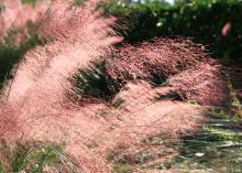 Gulf muhly grass flowers in billowy pink masses that hold as long as there isn’t a hard freeze. Even after a freeze, the flower heads keep their airy shape. (Photo by MSU Extension/Gary Bachman)