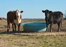 Cattle at the Henry H. Leveck Animal Research Center at Mississippi State University benefit from a concrete pad under the water trough in their pasture on Jan. 28, 2016. Concrete pads can reduce muddy conditions cattle endure during each Mississippi winter. (Photo by MSU Extension Service/Linda Breazeale)