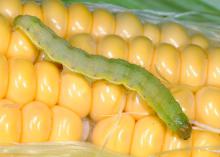 The larvae of tomato fruitworms, also known as corn earworms and cotton bollworms, are robust caterpillars an inch or more long. Body color varies greatly, depending on what they eat. (Photo by MSU Extension Service/Blake Layton)